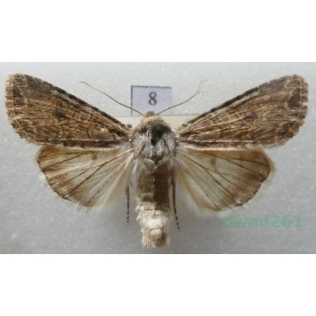Anarta trifolii (Hufnagel, 1766) Czech8